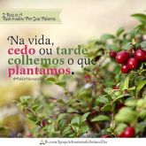 Colhemos o que Plantamos.